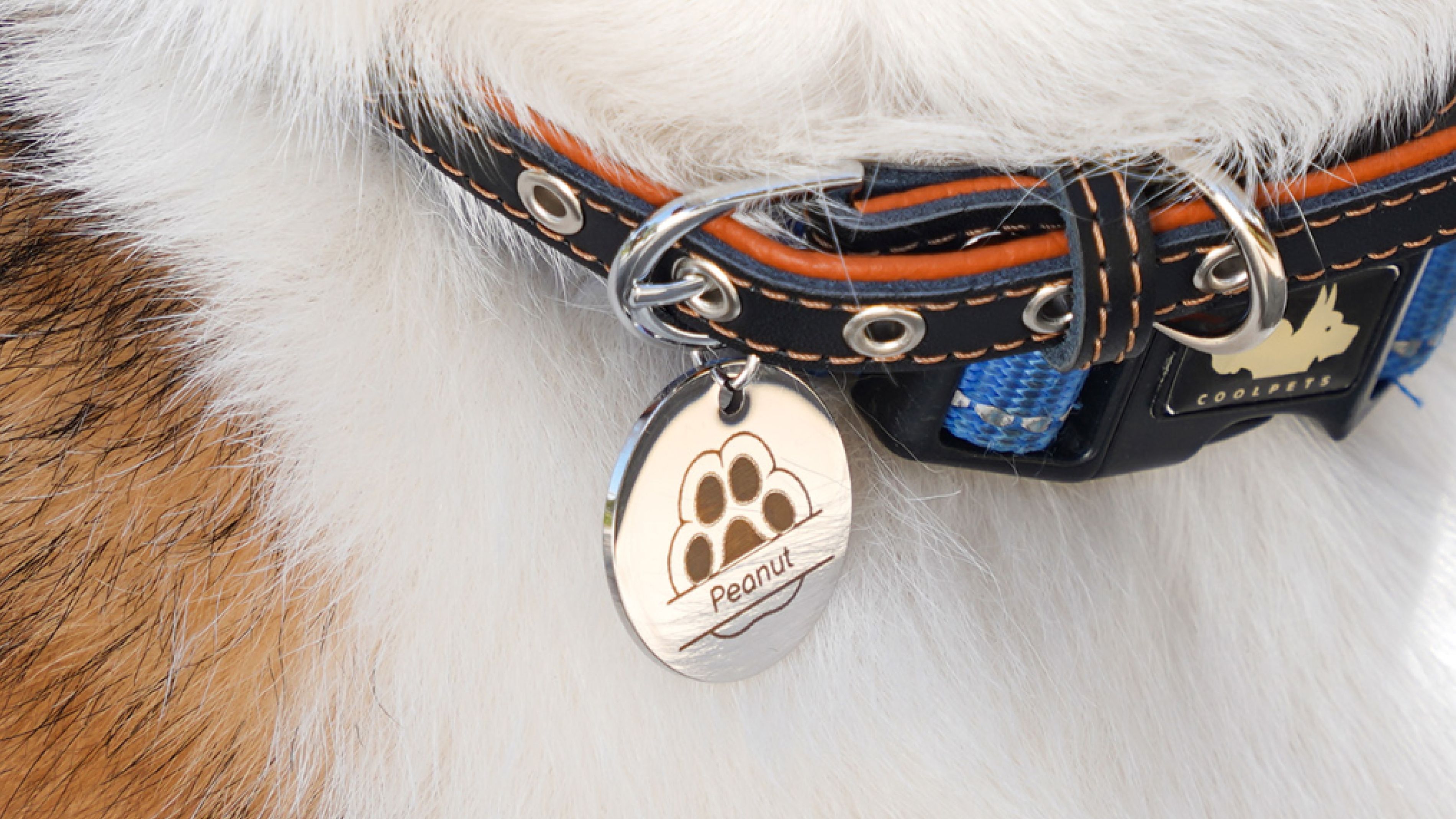 Médaille de chien gravé au laser avec la H2D Laser Full Combo Médaille de chien gravé au laser avec la H2D Laser Full Combo