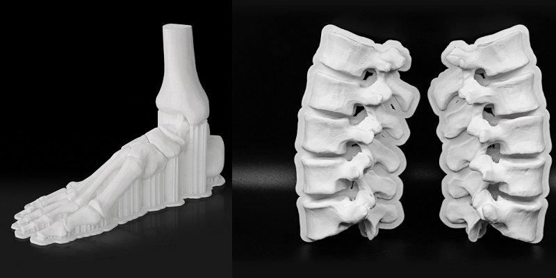 Modèle de squelette du pied et vertèbres imprimés avec Guider 3 ultra